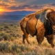 Judge blocks BLM bison removal in Phillips County