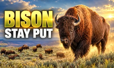 American Prairie bison stay on Montana public land