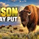 American Prairie bison stay on Montana public land